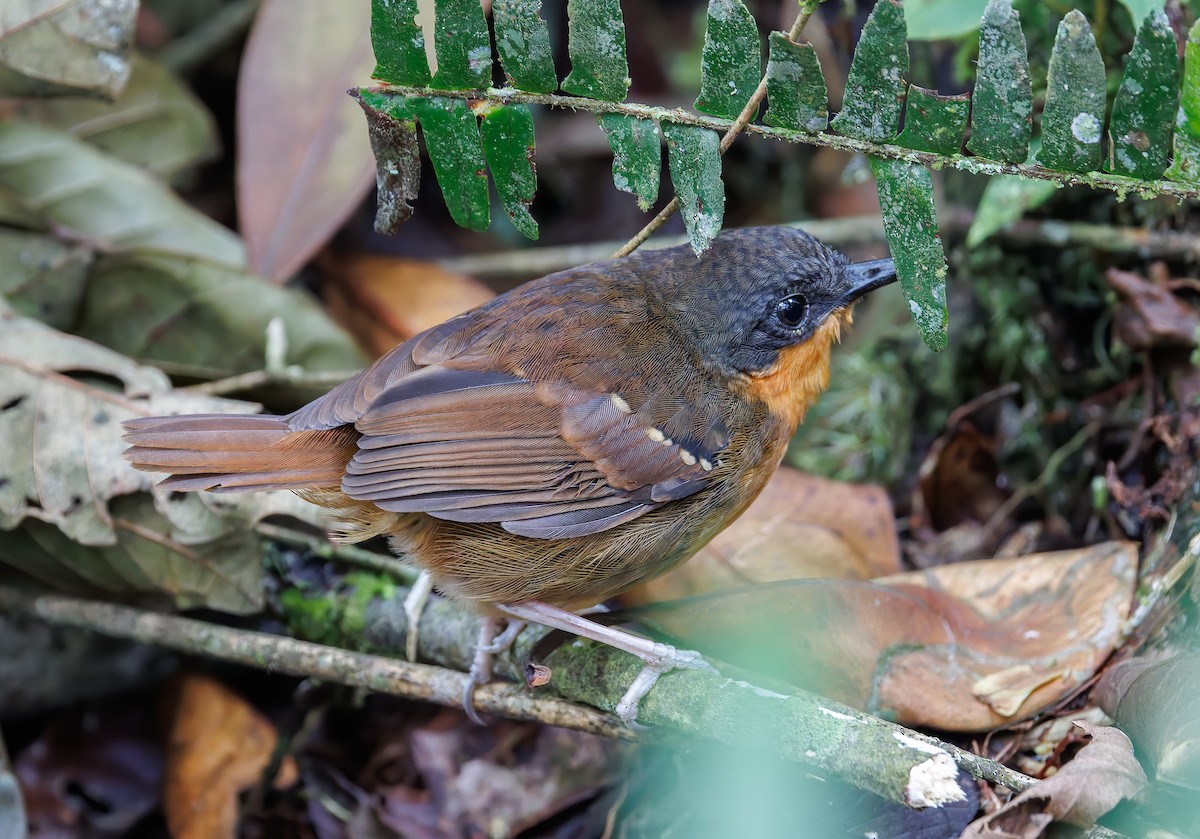 Zimmer's Antbird - ML632253886