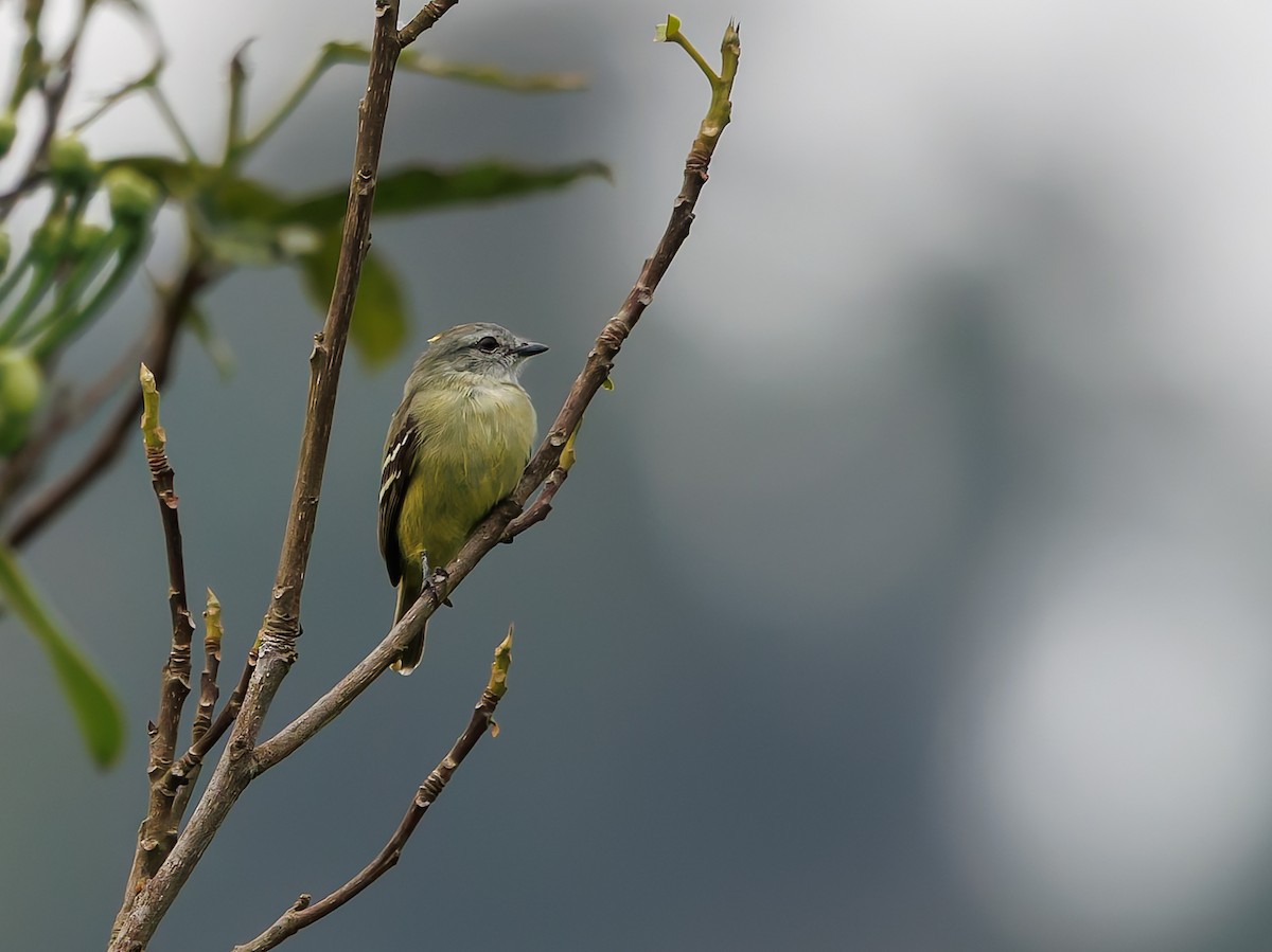 Mouse-colored Tyrannulet (Southern) - ML632253895