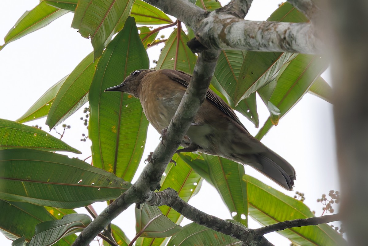 Hauxwell's Thrush - ML632253900