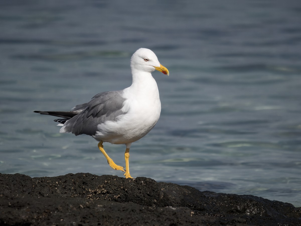 Yellow-legged Gull - ML632253954