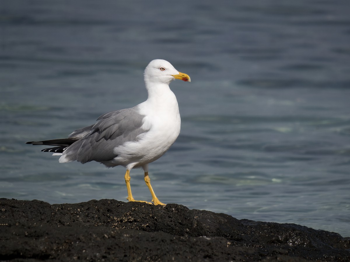 Yellow-legged Gull - ML632253955