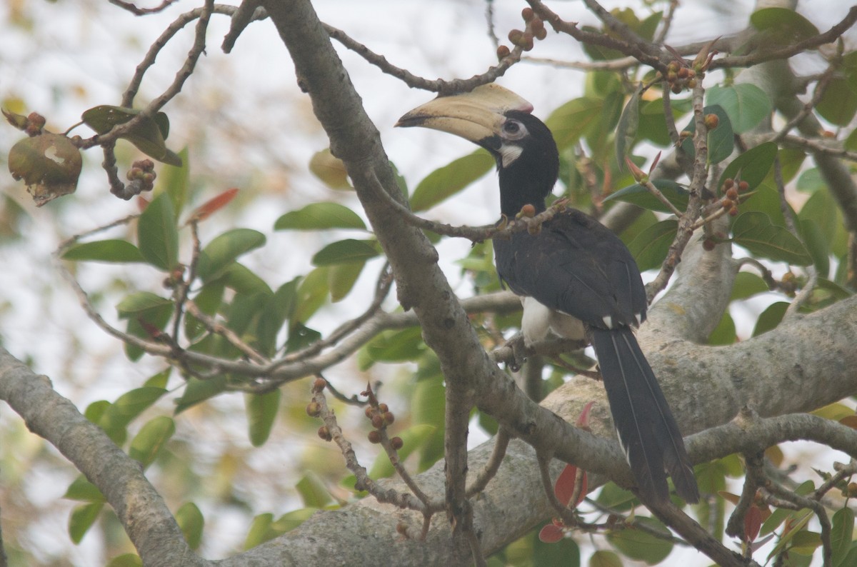 Malabar Pied-Hornbill - ML632253961