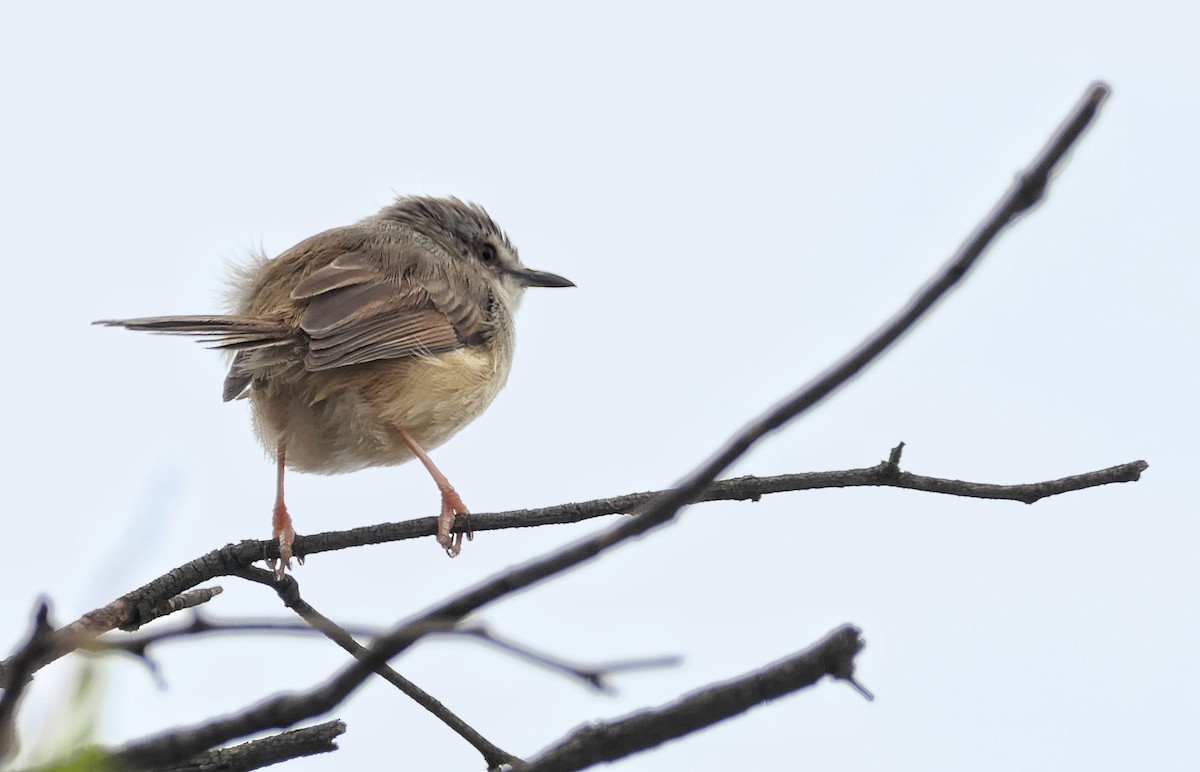 Prinia Modesta - ML632254038