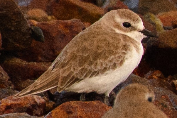 Tibetan Sand-Plover - ML632254045