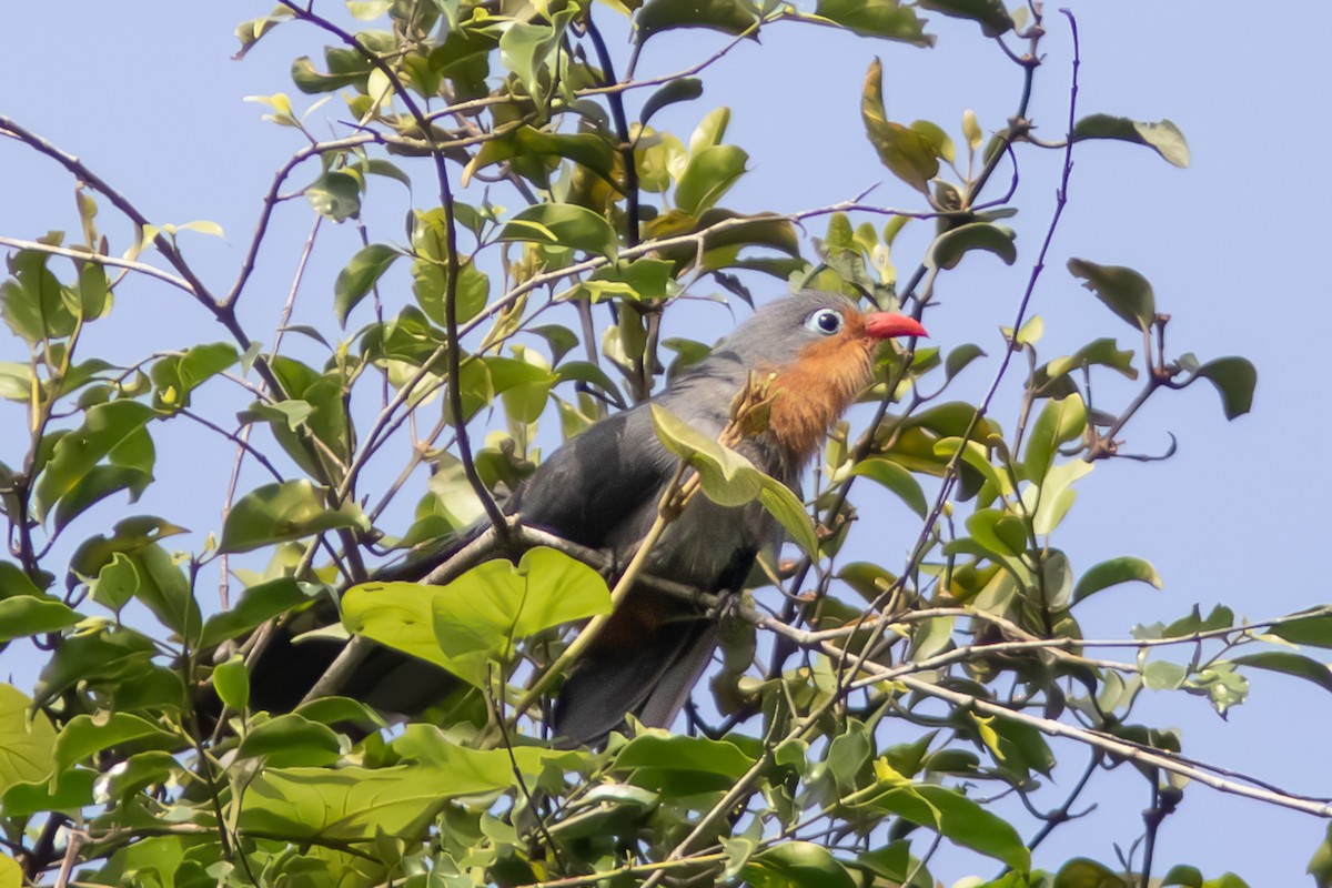 Red-billed Malkoha - ML632254107