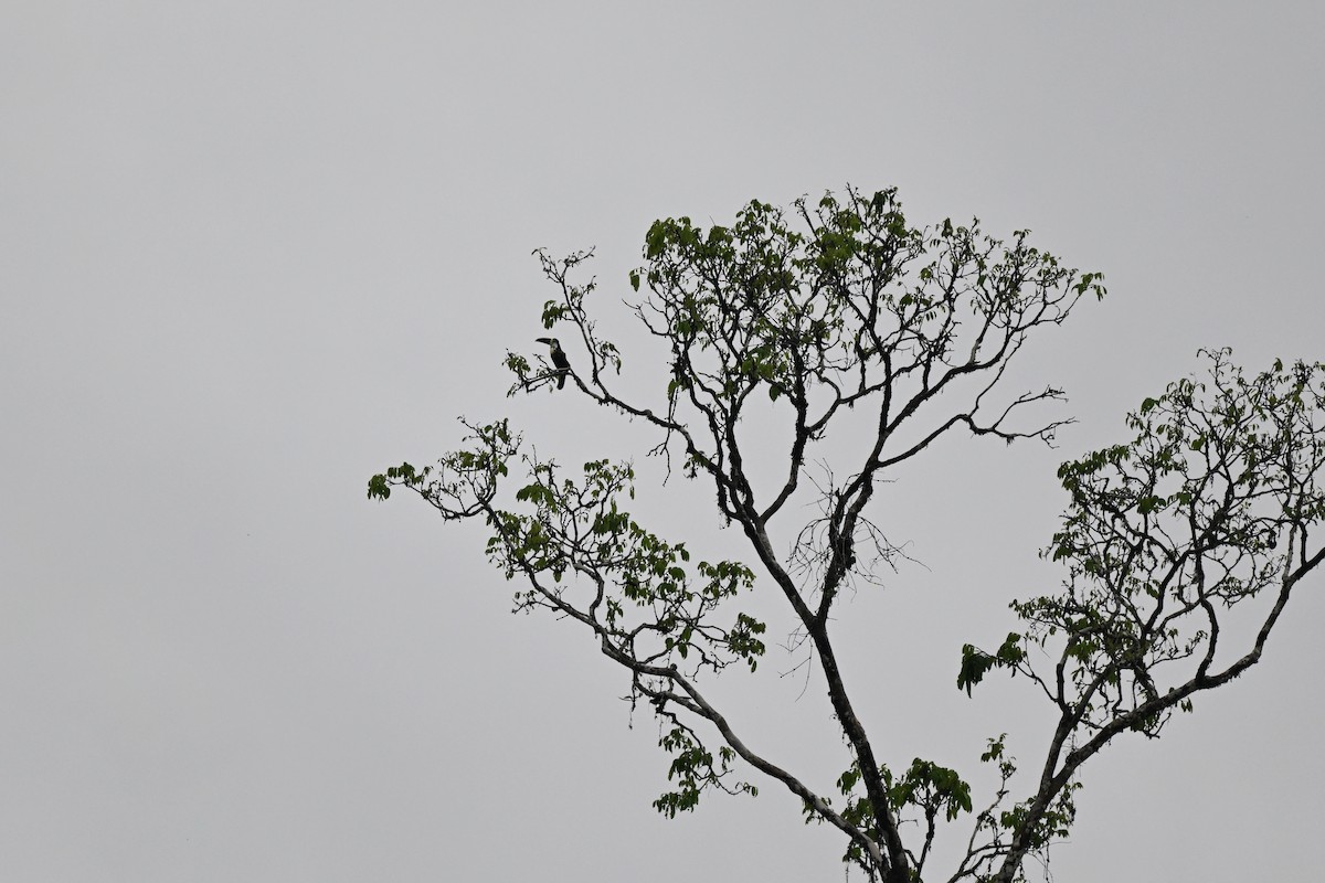 Channel-billed Toucan (Yellow-ridged) - ML632254139