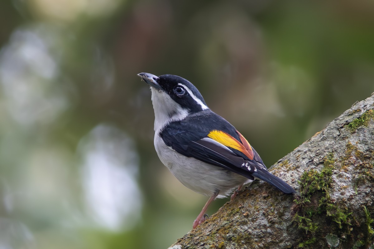 Pied Shrike-Babbler - ML632254163