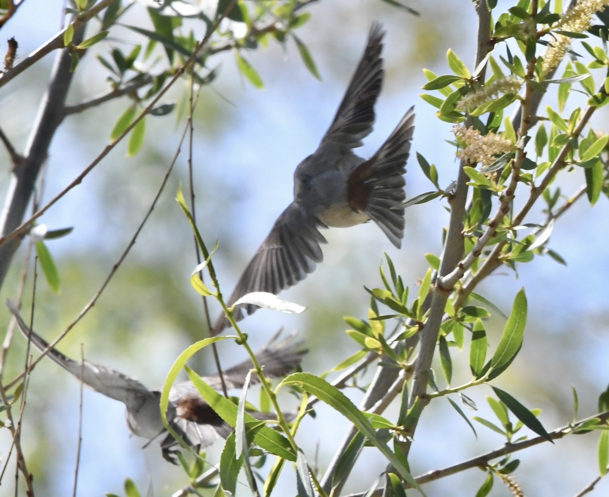 Lucy's Warbler - ML632254165