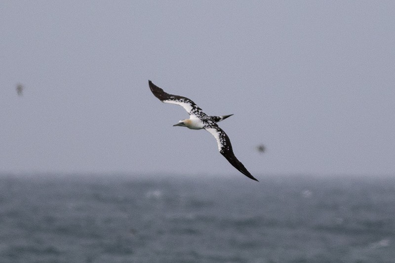 Northern Gannet - ML632254168