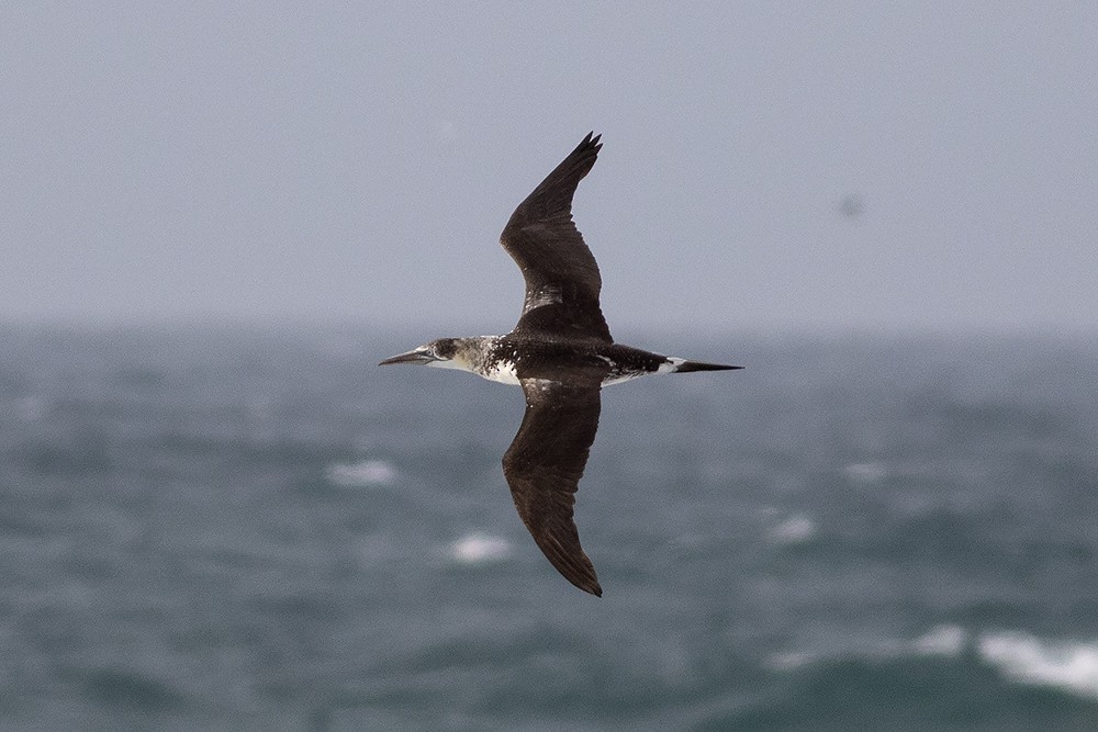 Northern Gannet - ML632254169