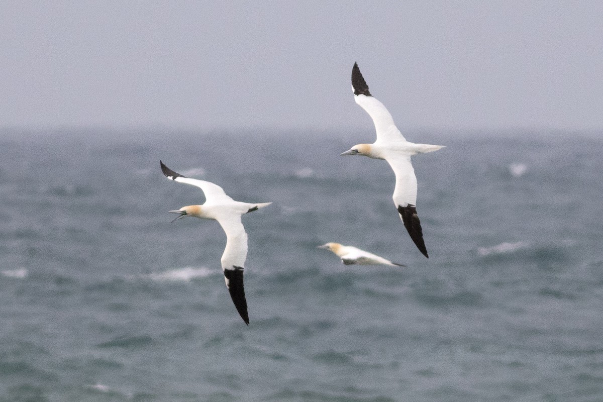 Northern Gannet - ML632254170