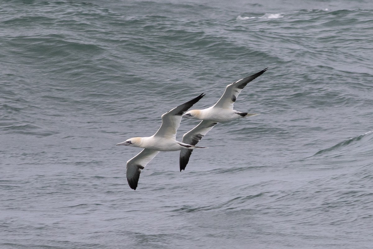 Northern Gannet - ML632254172