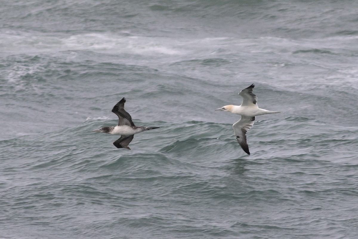 Northern Gannet - ML632254173