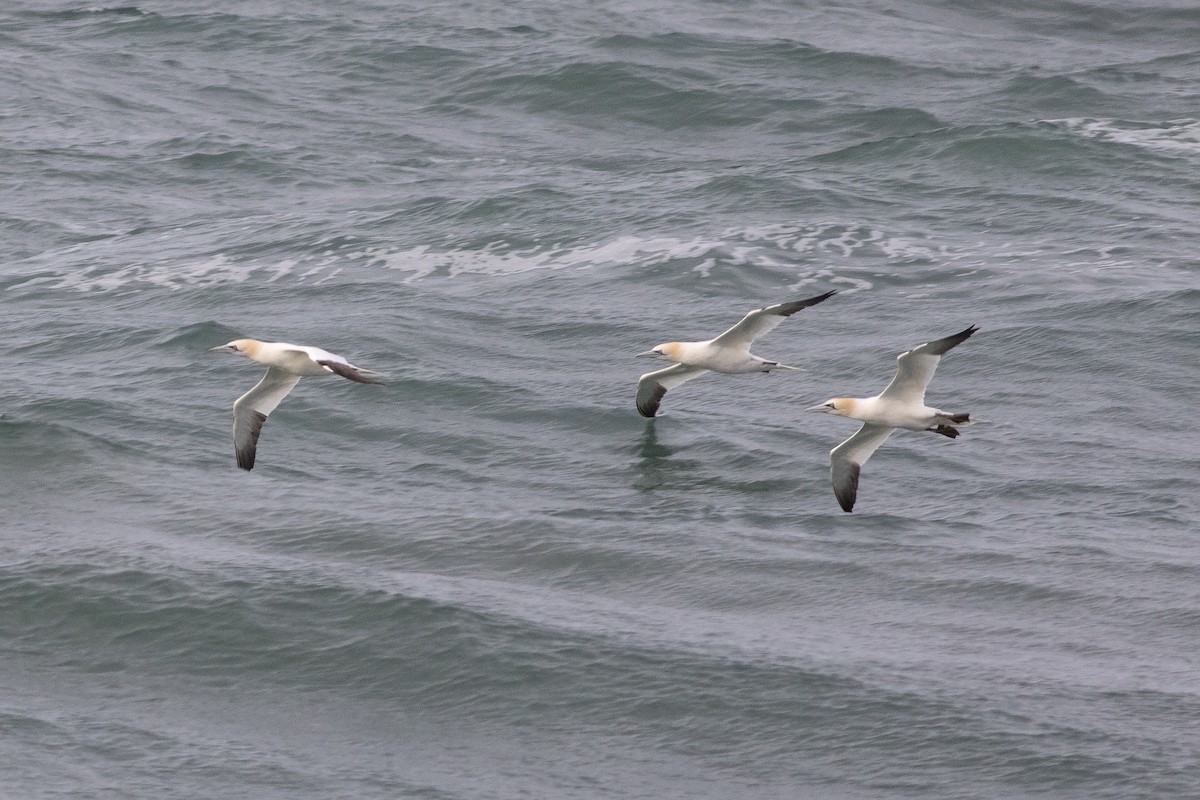 Northern Gannet - ML632254174