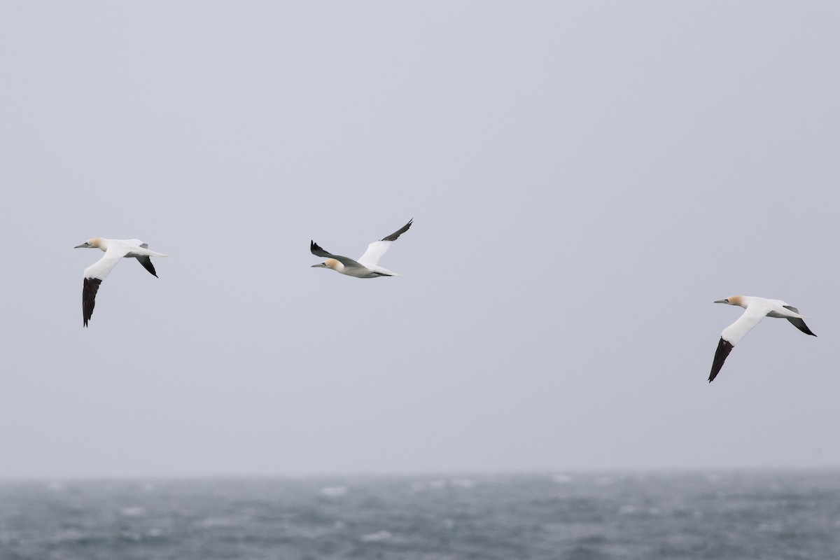 Northern Gannet - ML632254175