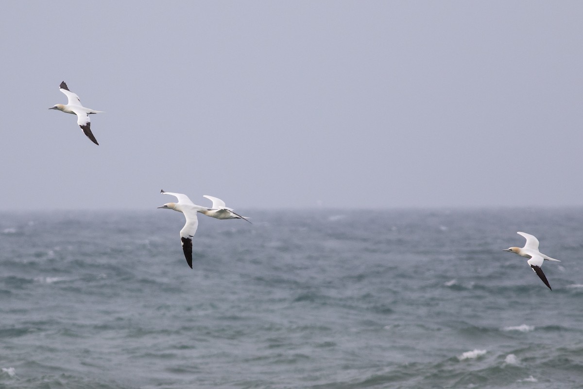 Northern Gannet - ML632254176