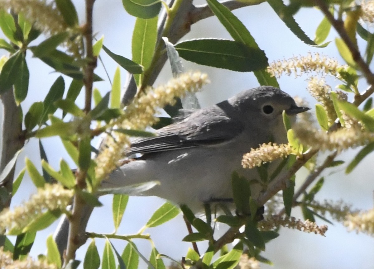 Lucy's Warbler - ML632254184