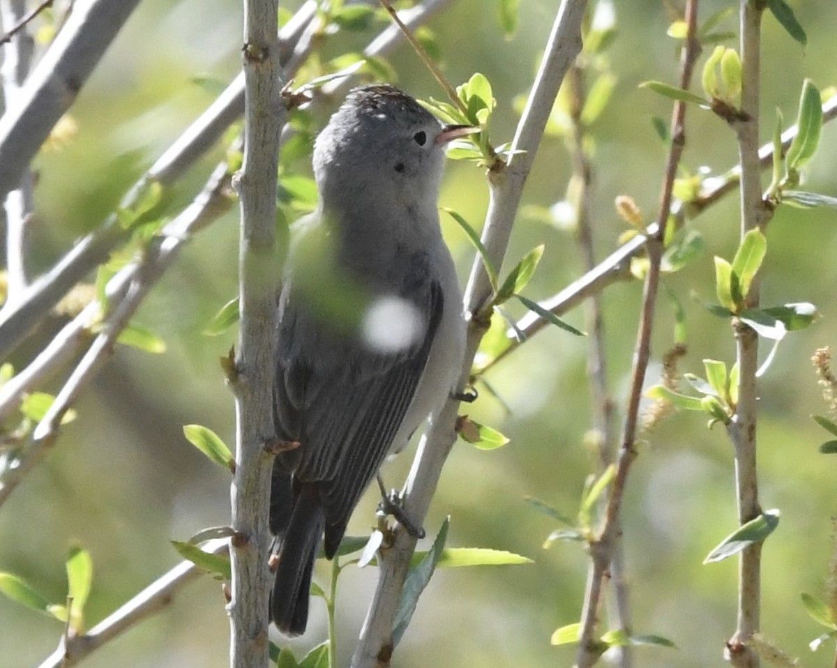 Lucy's Warbler - ML632254191