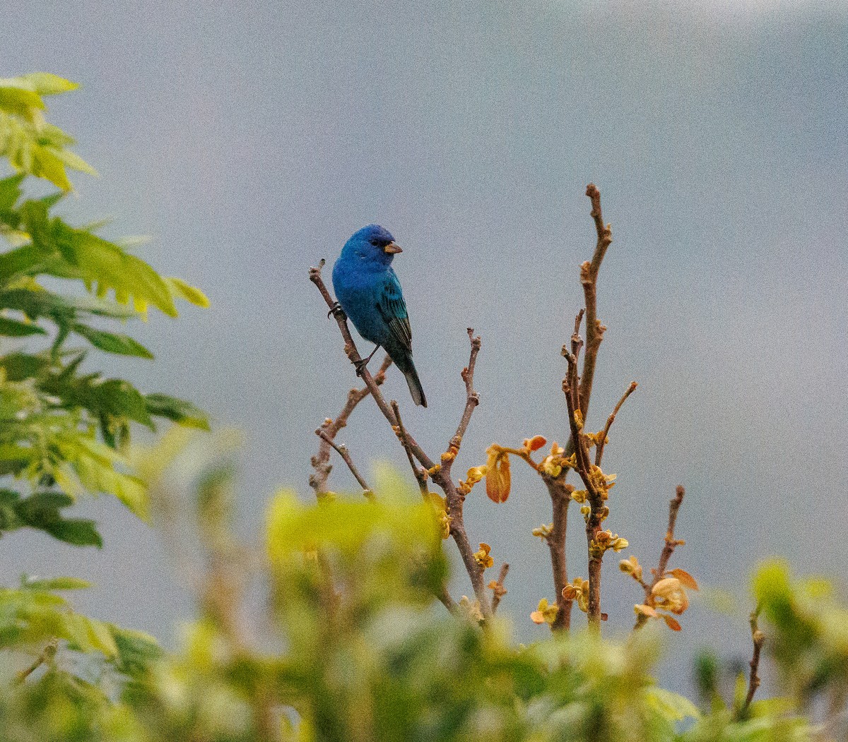 Indigo Bunting - ML632254223