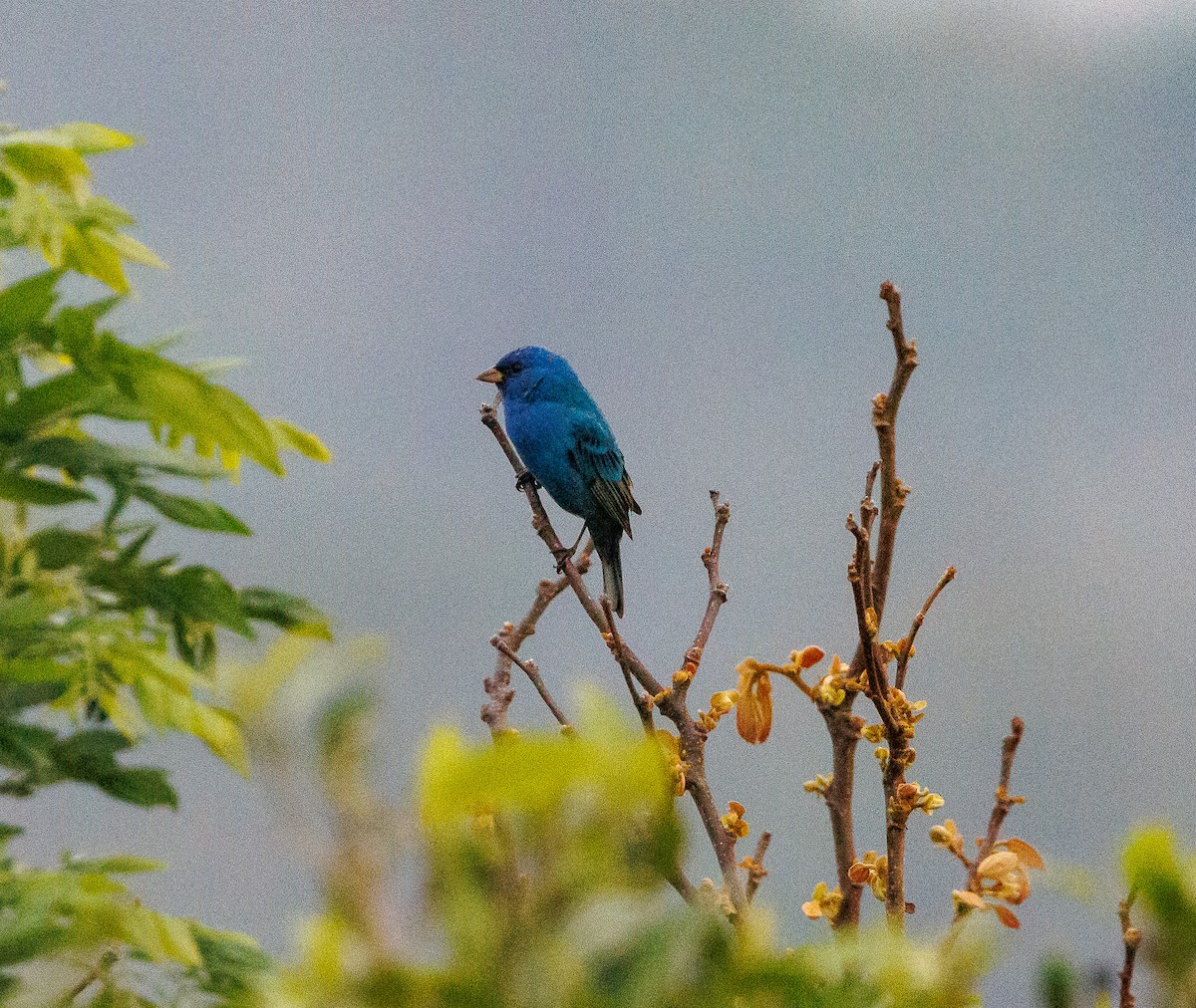 Indigo Bunting - ML632254224