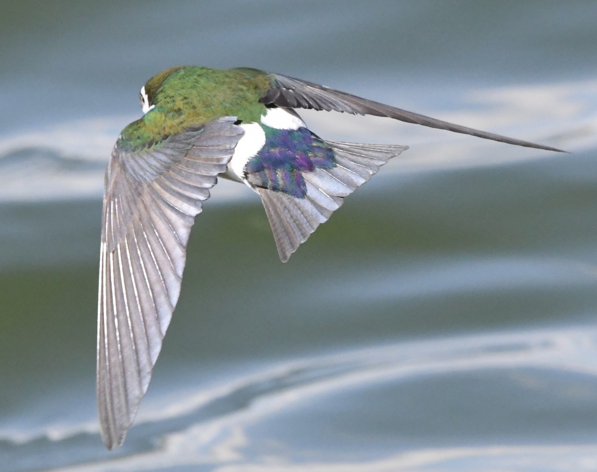 Violet-green Swallow - ML632254229