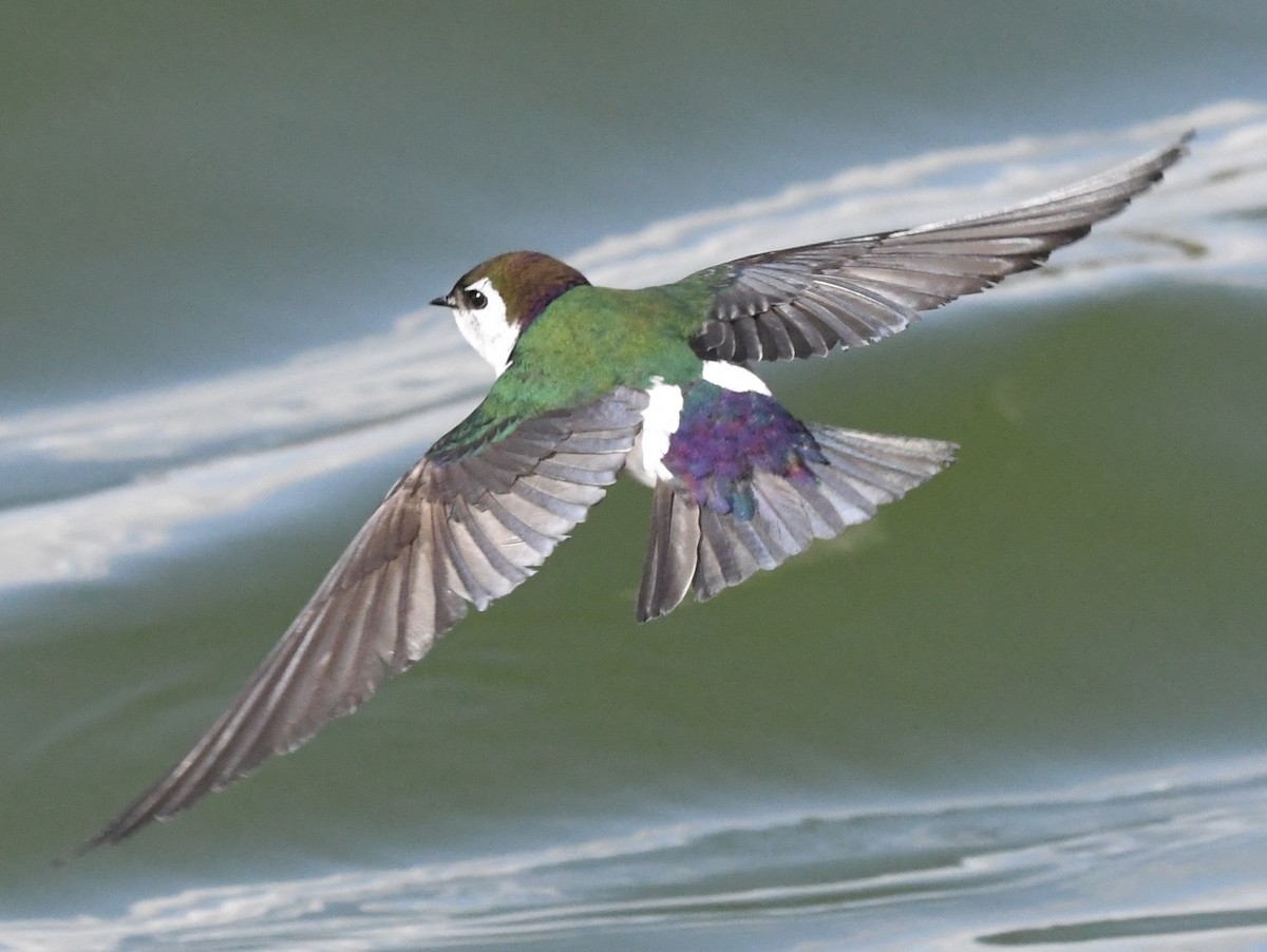 Violet-green Swallow - ML632254235