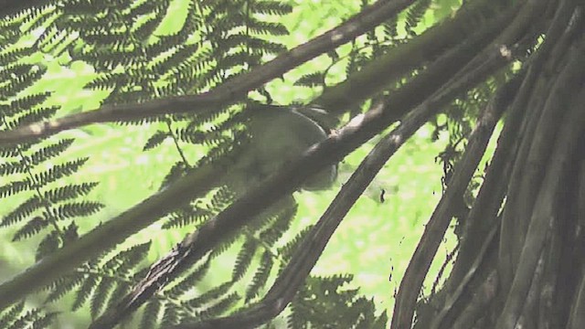 North Island Robin - ML632254254
