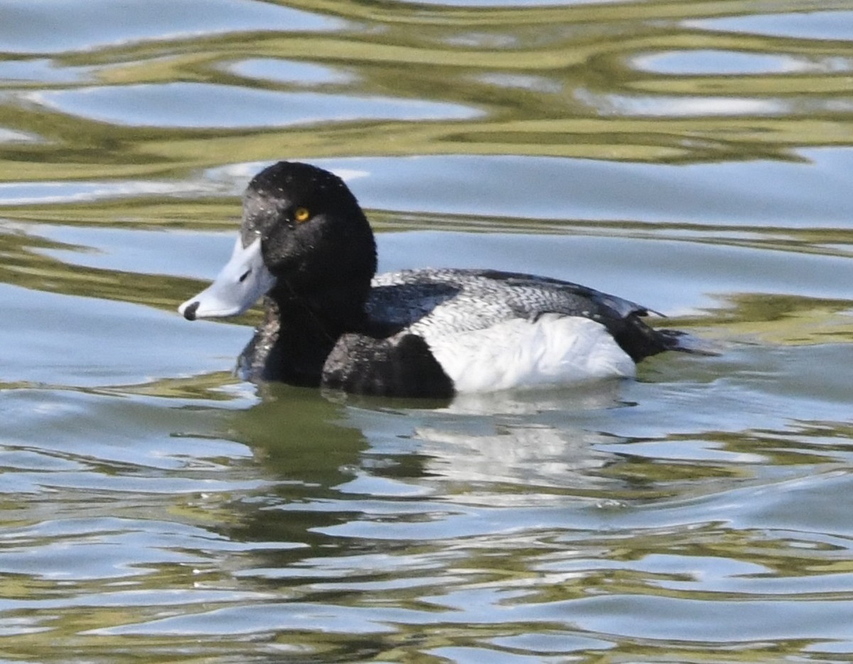 Lesser Scaup - ML632254258