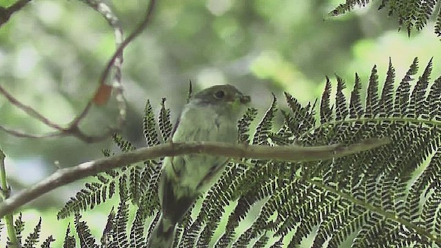 North Island Robin - ML632254262