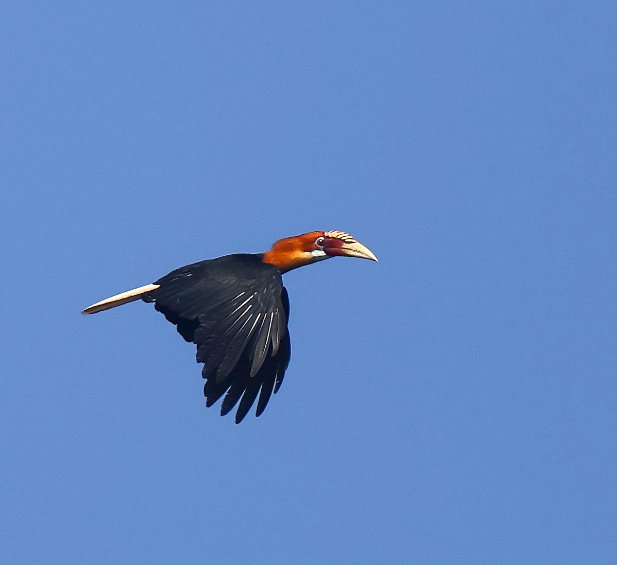 Narcondam Hornbill - ML632254395