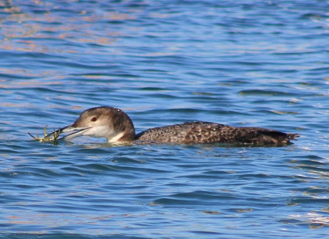 Plongeon huard - ML632254522