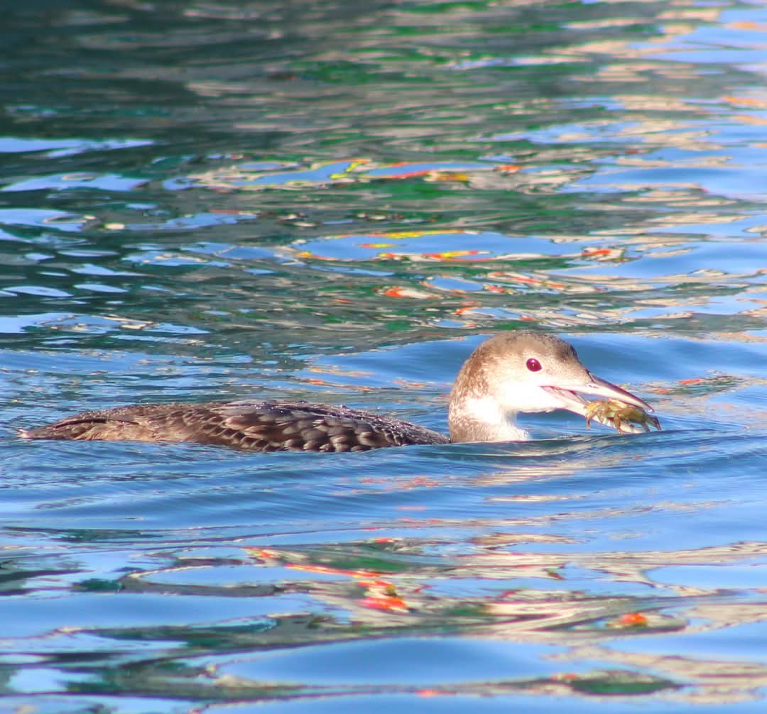 Plongeon huard - ML632254524