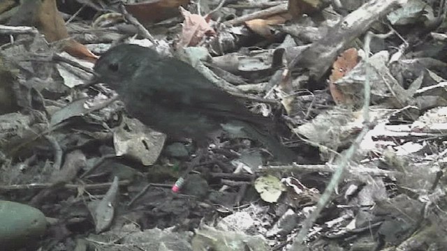 North Island Robin - ML632254633