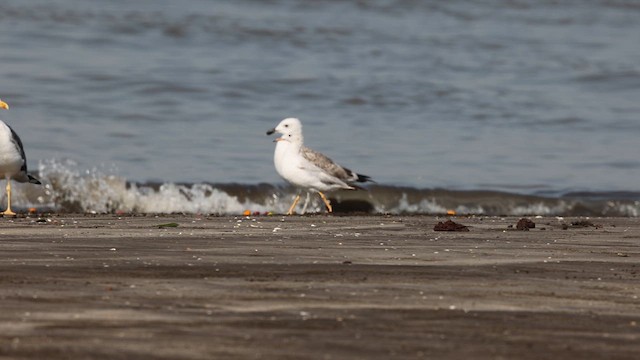 racek tenkozobý - ML632255207