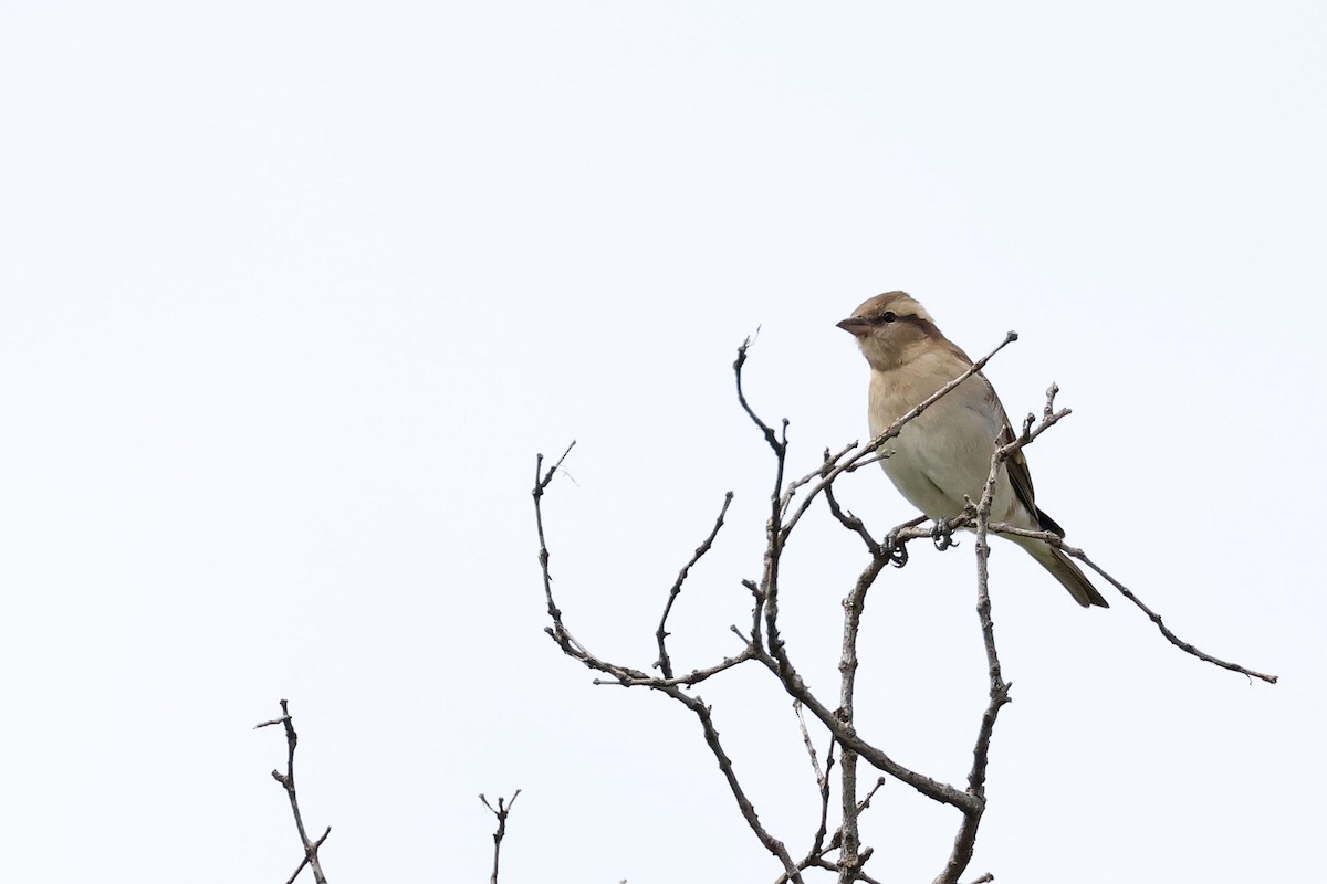 Moineau bridé - ML632255290