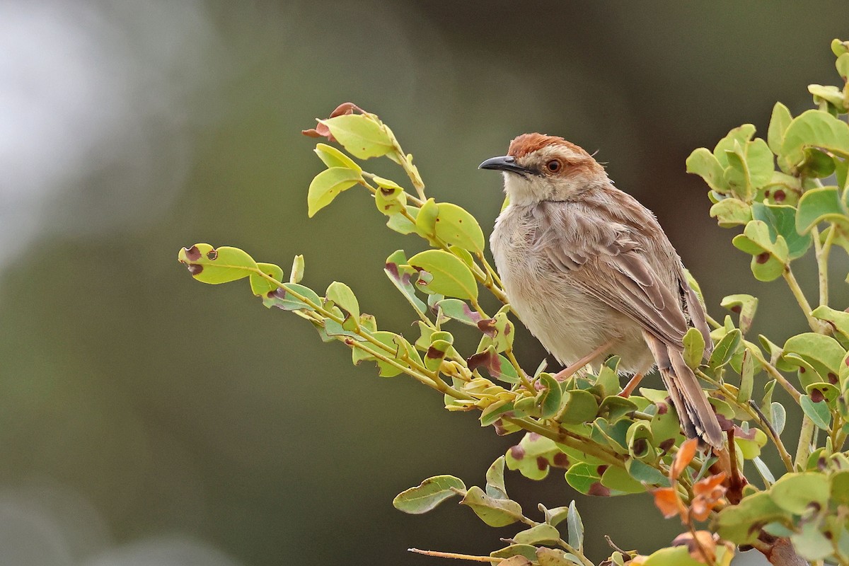 Tinkling Cisticola - ML632255334