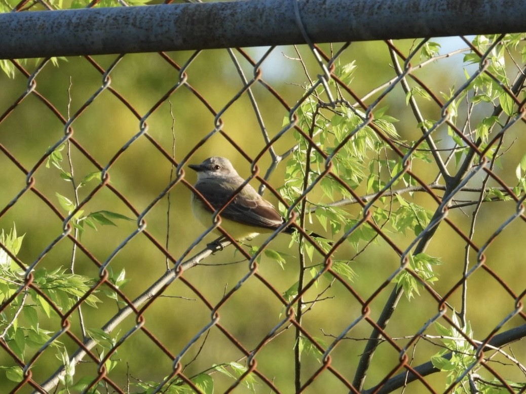 Western Kingbird - ML632255398