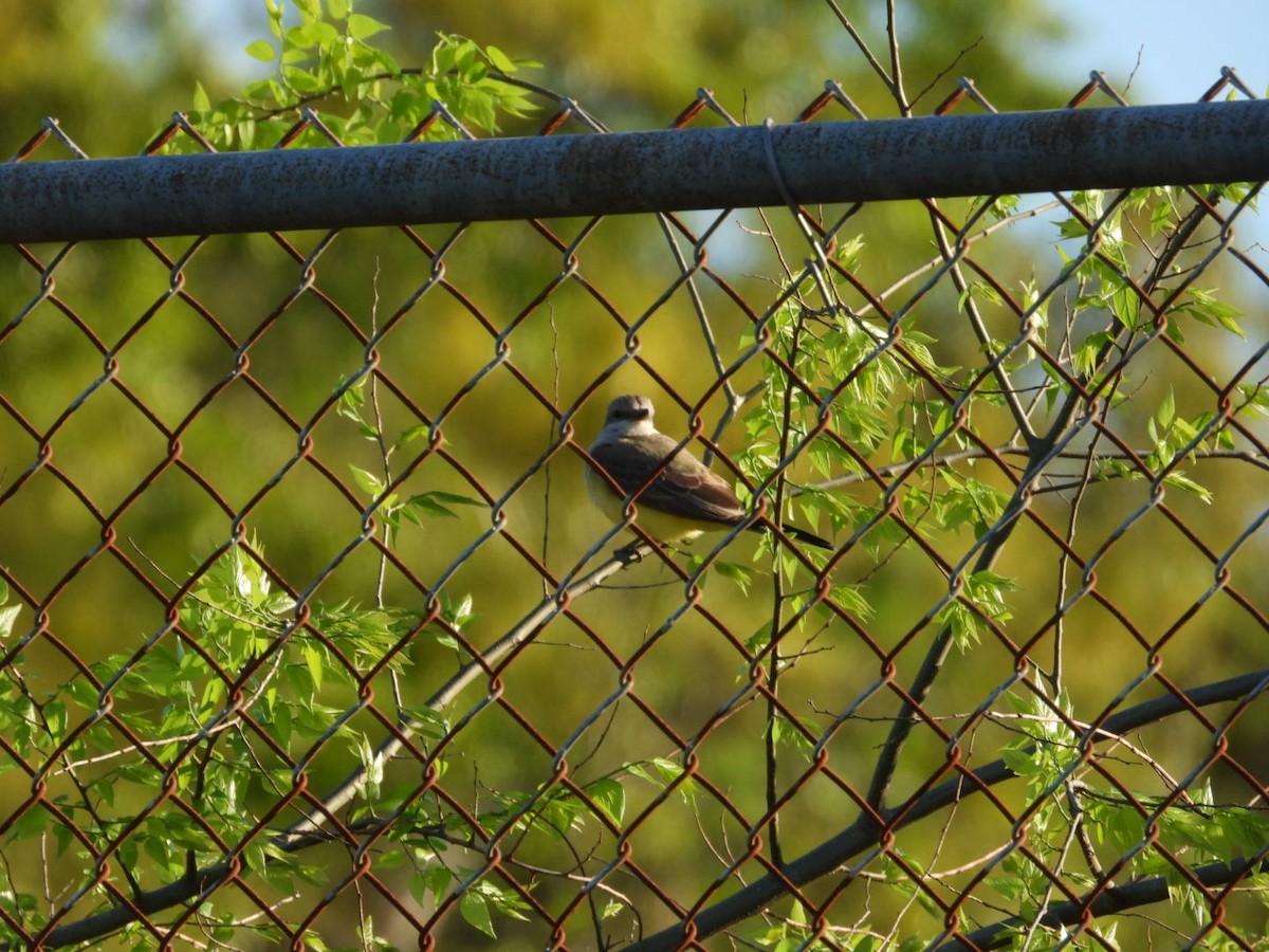 Western Kingbird - ML632255399
