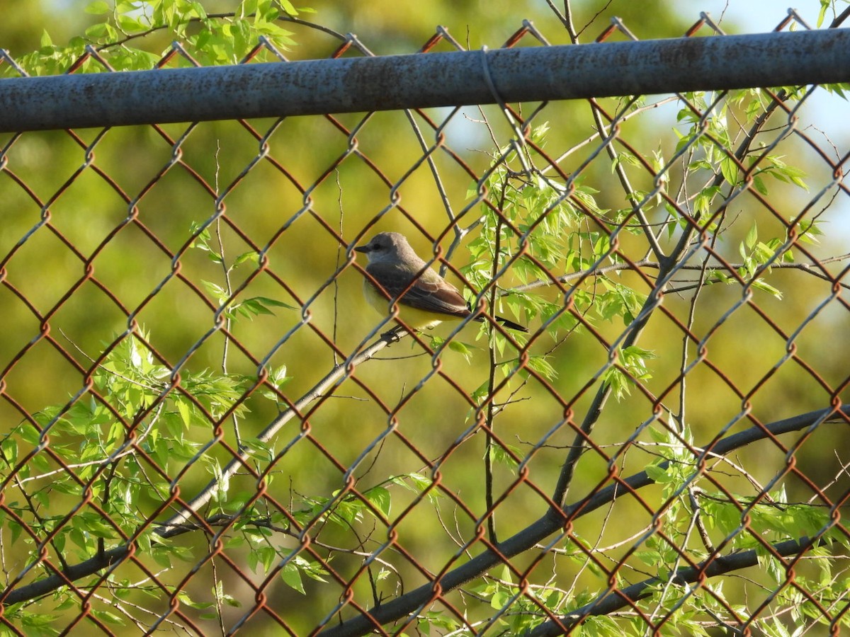 Western Kingbird - ML632255400