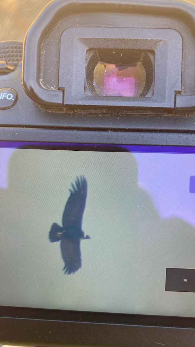 Andean Condor - ML632255436