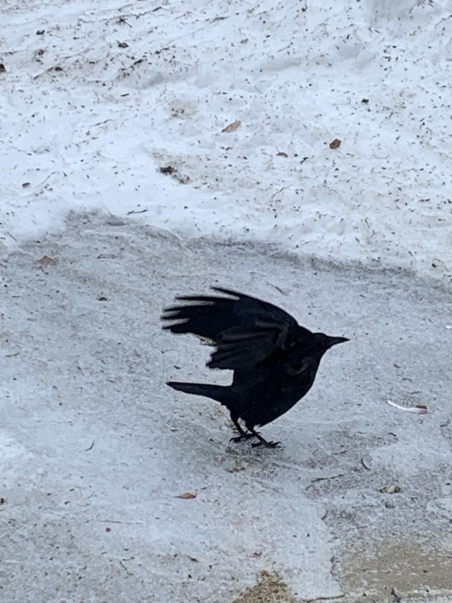 American Crow - ML632255475