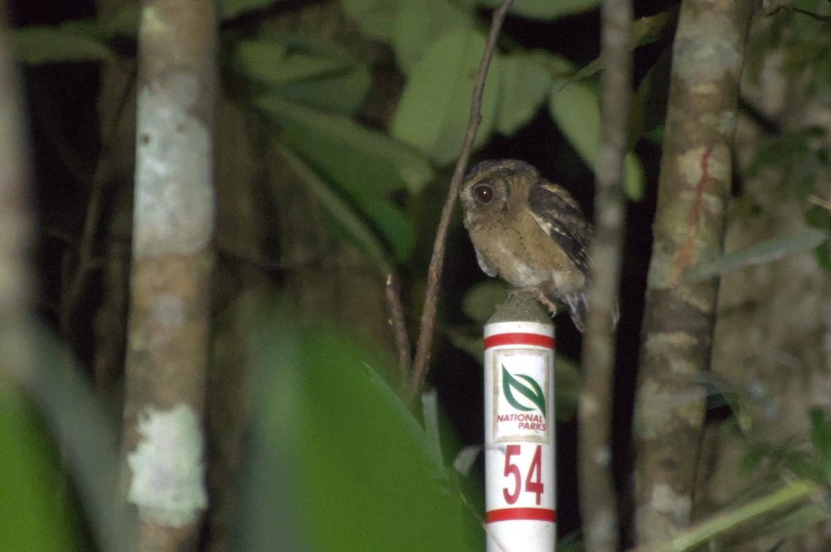 Collared Scops-Owl - ML632255601