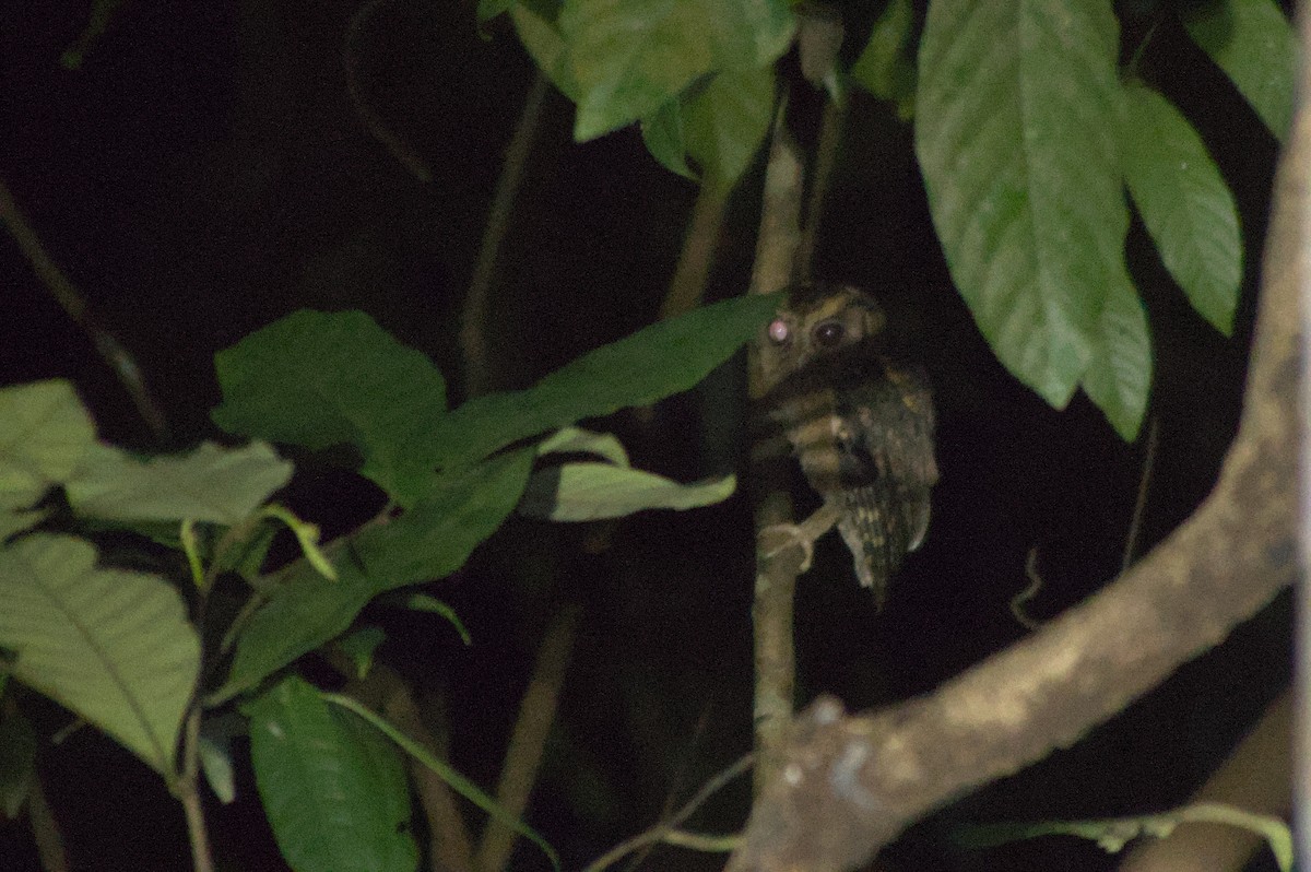 Collared Scops-Owl - ML632255602