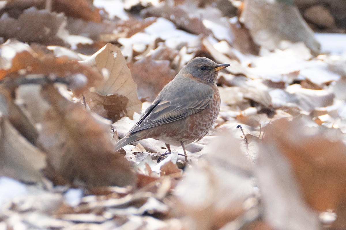 Naumann's Thrush - ML632255649