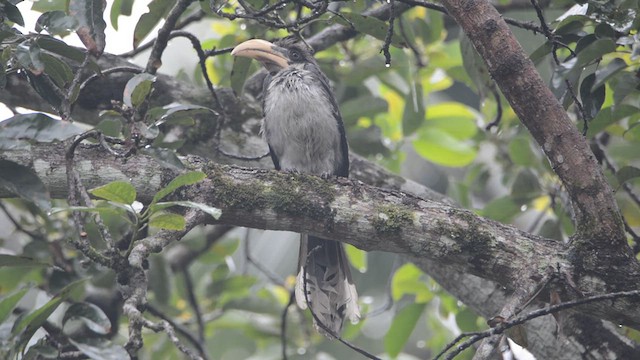 Токо ланкійський - ML632255817