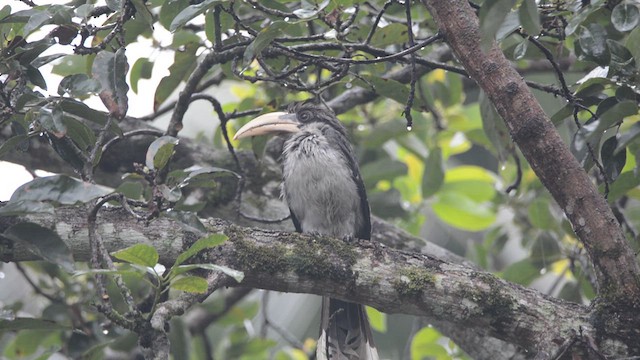 Токо ланкійський - ML632255818