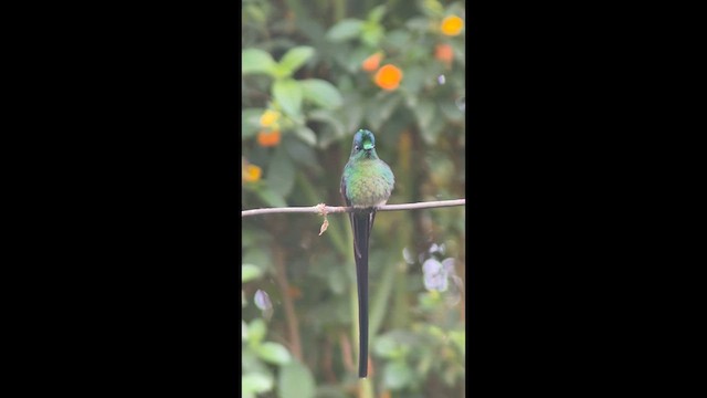 Long-tailed Sylph - ML632255933