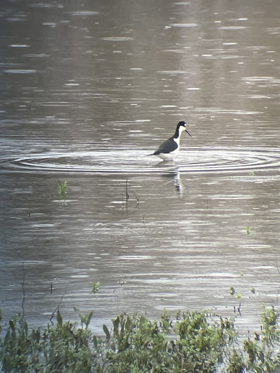 Black-necked Stilt - ML632255996