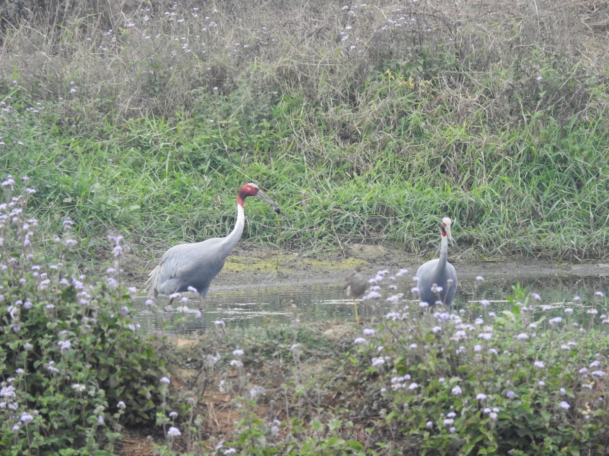 Grue antigone - ML632256008