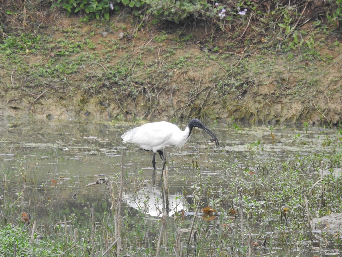 Ibis à tête noire - ML632256020